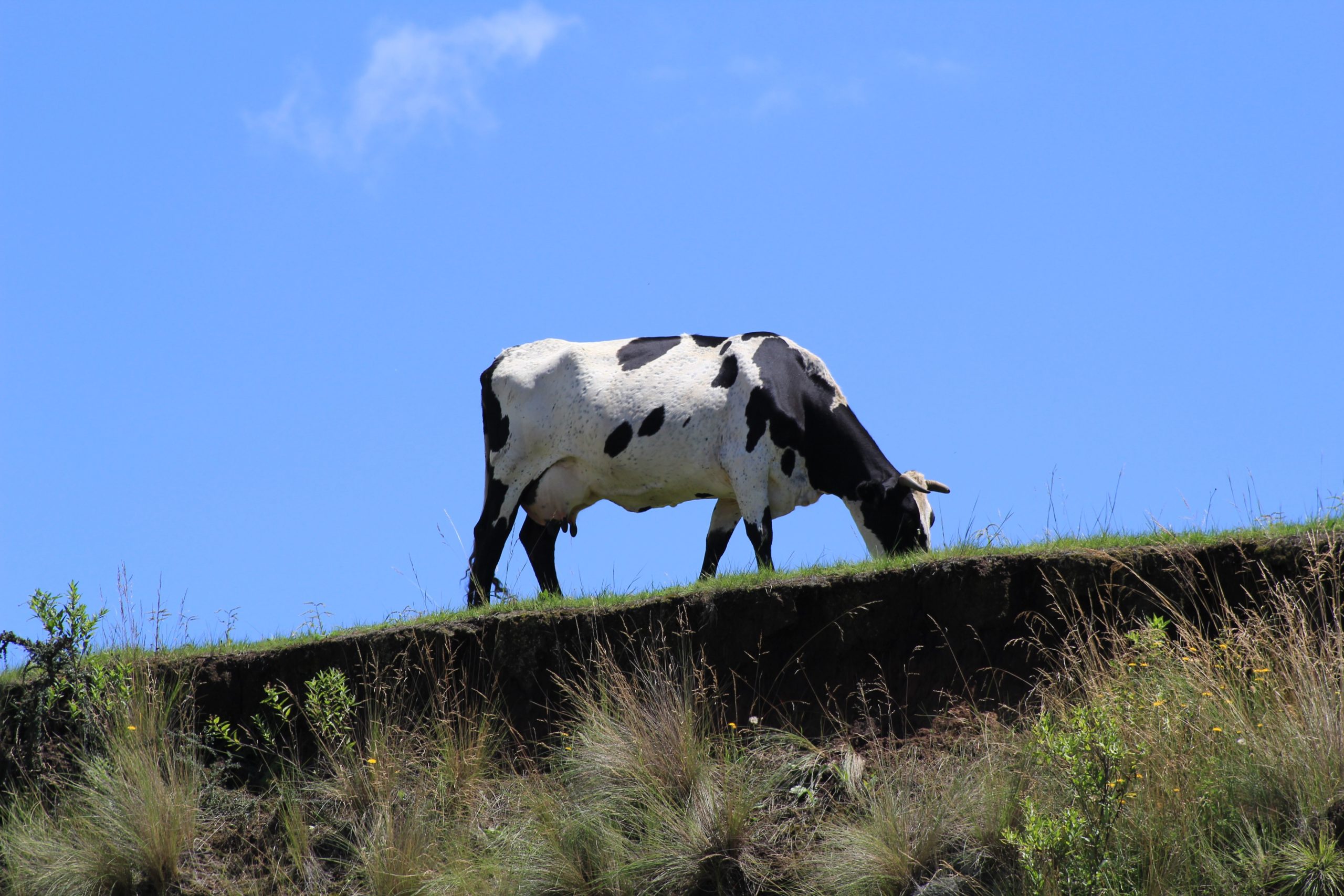 Cow, Tafi del Valle